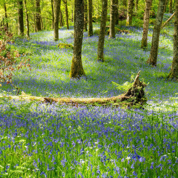 En skovbund med smukke blomster forhindringer der repræsenterer de udfordringer man kan møde ved lystudfordringer.