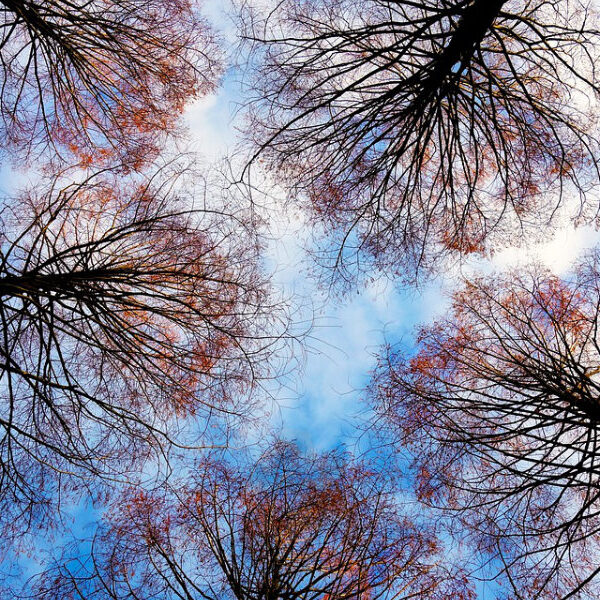 Høje trætoppe viser at orgasme udfordringer kan føles som en vej gennem træernes skygger – men der er altid lys forude.