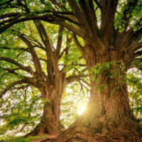 to ældre træer i modlys - stemning af sårbarhed og refleksion omkring seksualiteten i et parforhold