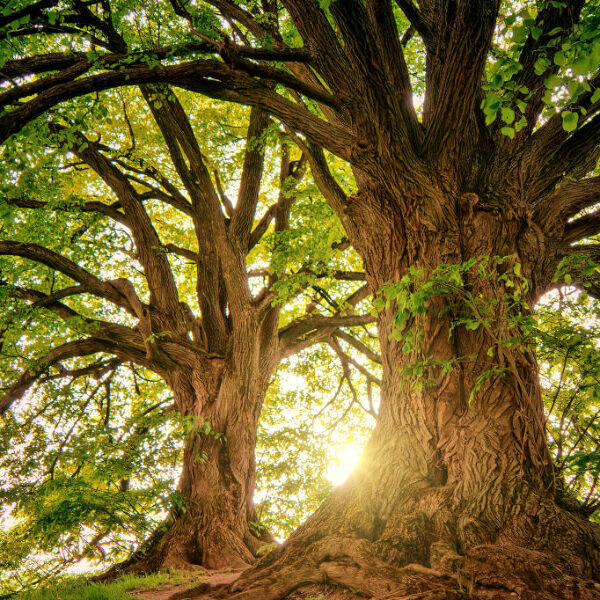 to ældre træer i modlys - stemning af sårbarhed og refleksion omkring seksualiteten i et parforhold