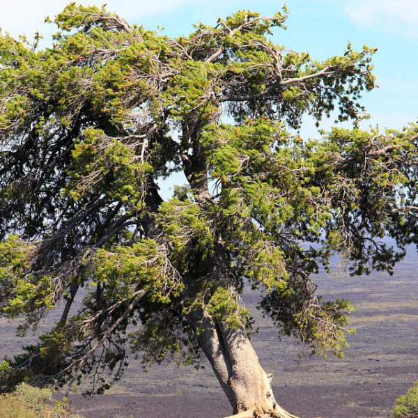 Der ses et træ der hælder skævt som man ser ved Peyronies sygdom