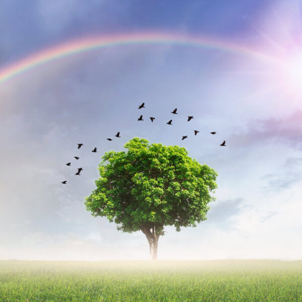 Et ensomt træ under en regnbue – symbol på teenager og seksualitet, identitet og følelsesmæssig udvikling i ungdomsårene”