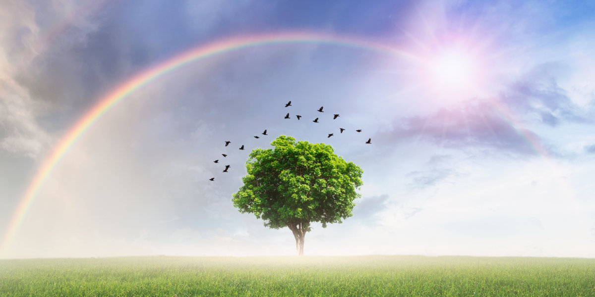 Rainbow with meadow. Et ensomt træ under en regnbue – symbol på teenager og seksualitet, identitet og følelsesmæssig udvikling i ungdomsårene”