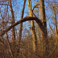 Ældre træer uden blade, én med knækket gren - symbolik relateret til rejsningsproblemer og mandlig seksualitet i forandring