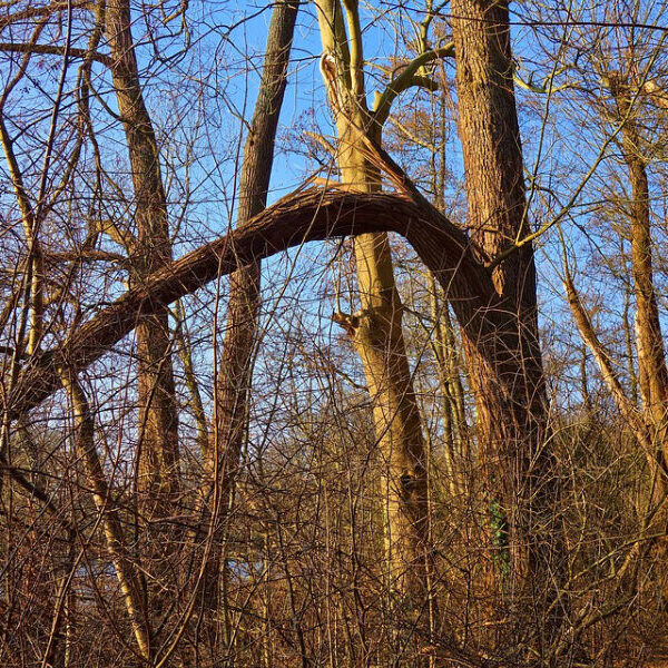 Ældre træer uden blade, én med knækket gren - symbolik relateret til rejsningsproblemer og mandlig seksualitet i forandring