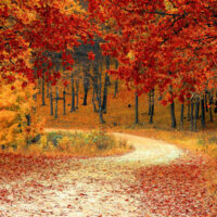 Et efterårsbillede fra en skov. Billedet af den sene tid på året og snoningen på skovvejen viser forsinkelsen og udfordringer som mænd med sen udløsning kan opleve.