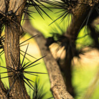 Der ses stikkende pigge på nogle træsammer, som symbol på de smerter ved samleje nogen kan opleve.