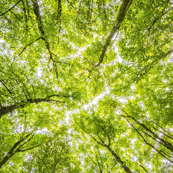 Nyudsprungne, lysegrønne trækroner set nedefra - symbol på skrøbelighed, udvikling og håb i forbindelse med for tidlig udløsning.