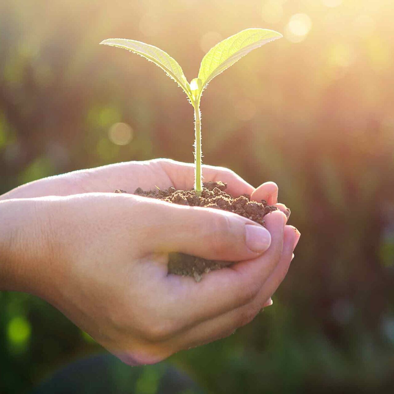 Hænder som holder om en ny udsprunget plante, som er placeret i næringsrigt jord