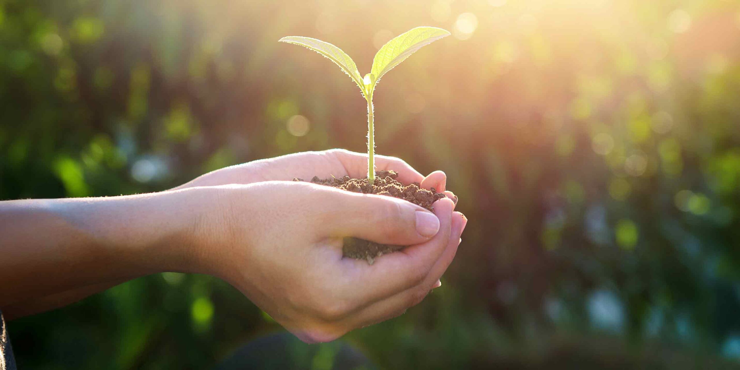 Hænder som holder om en ny udsprunget plante, som er placeret i næringsrigt jord