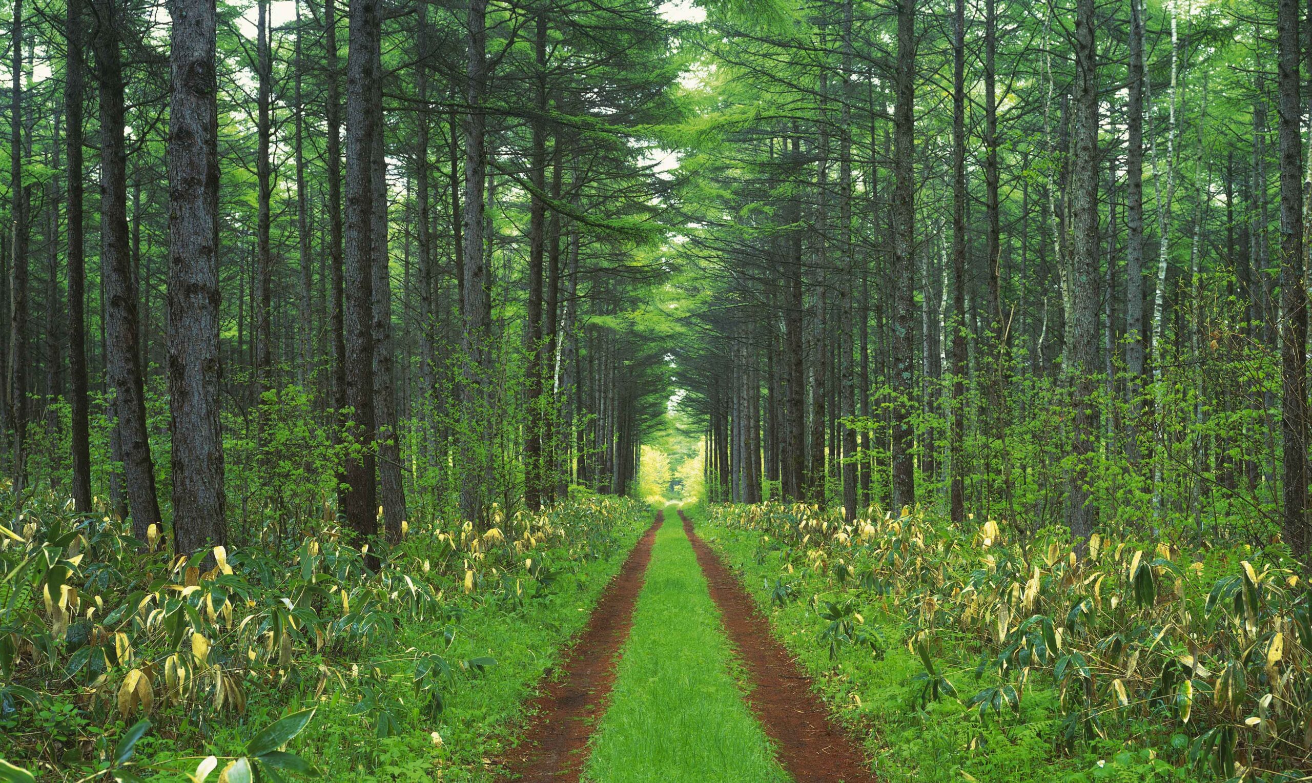 FAQ1 En allé omkranset af gamle træer med lysegrønne blade – en fredelig vej omgivet af natur, der signalerer ro og fordybelse.