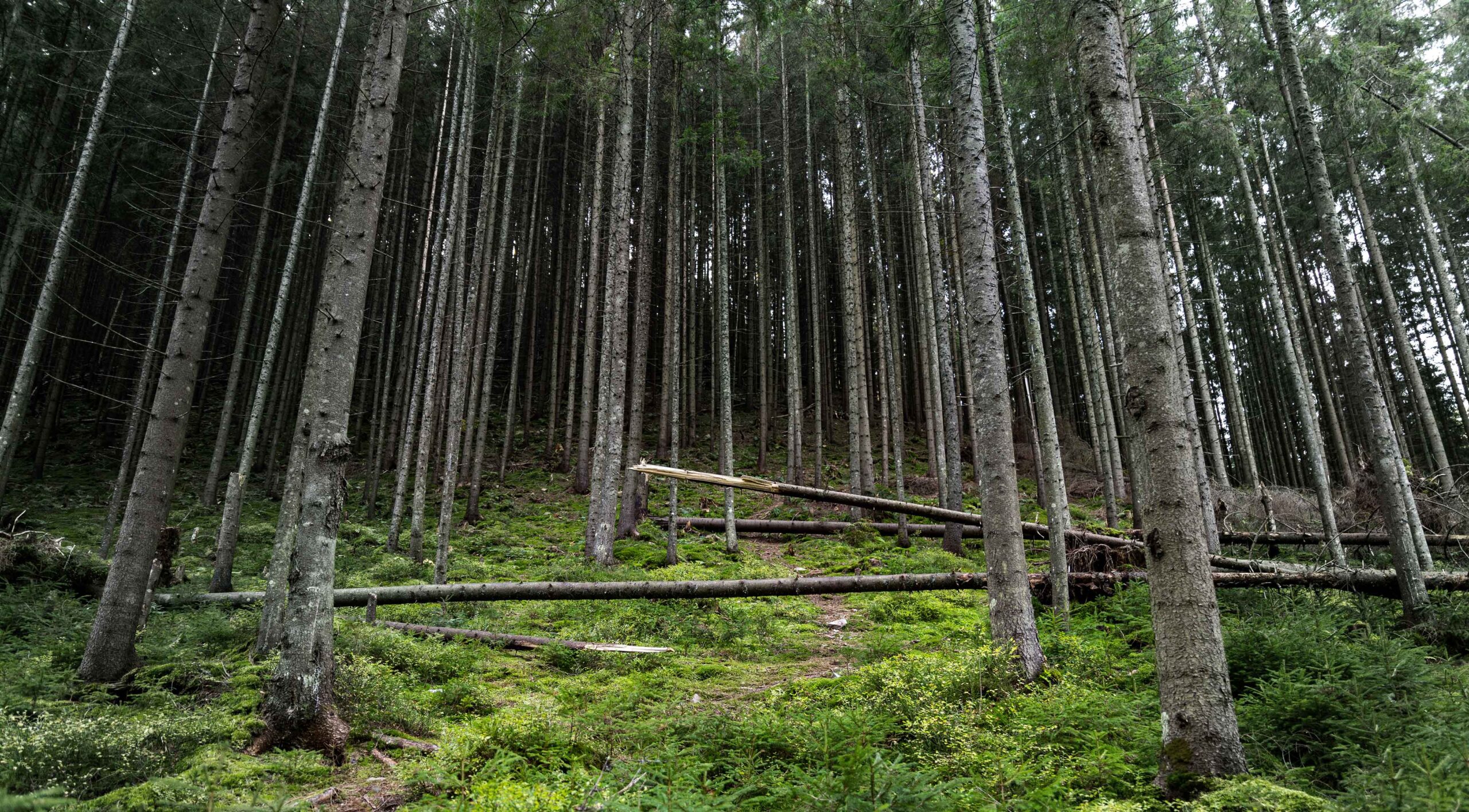 Mange tynde træer som står tæt op ad hinanden - i midten er der 4 knækkede træstammer som ligger på det grønne mos