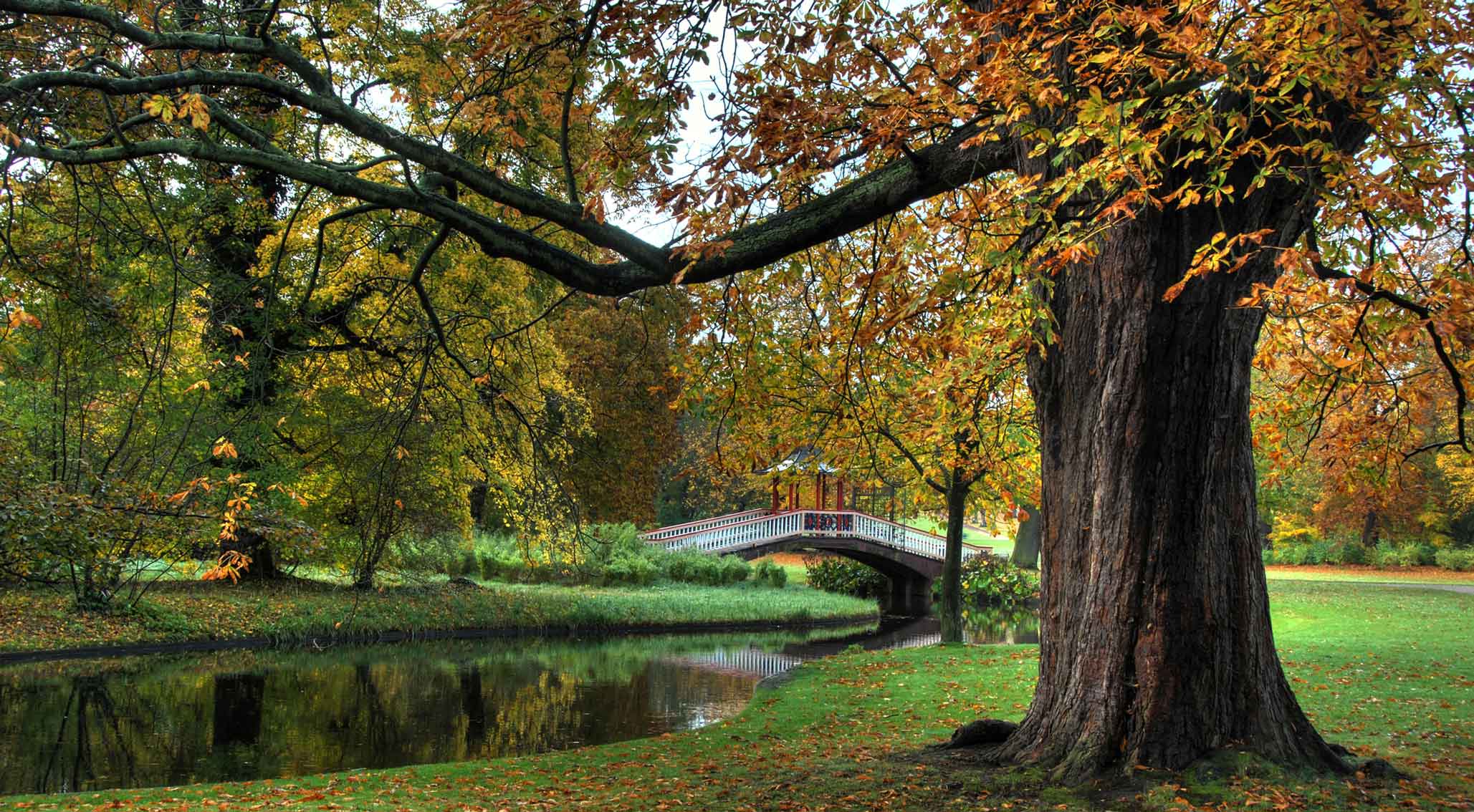 Et stort træ med efterårsfarvede blade. Træet har en stor afbøjet gren som hænger over en sø