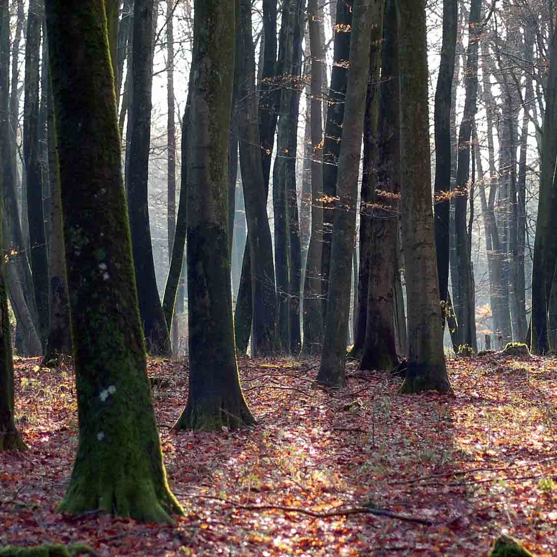 En skov af træer uden at kunne se trætoppene. Der er solstråler som skinner ind i skoven og lyser det op