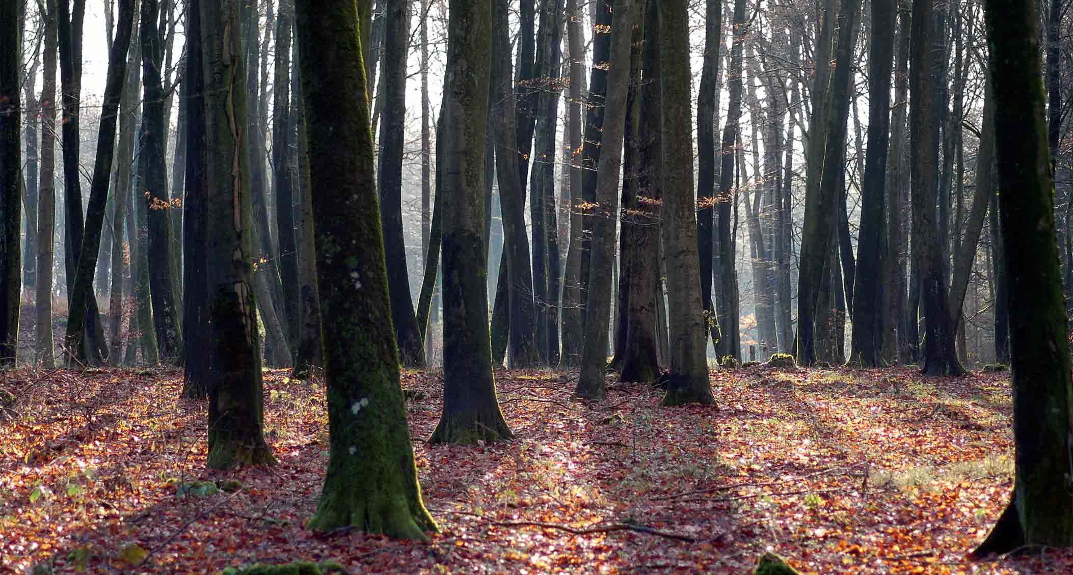 En skov af træer uden at kunne se trætoppene. Der er solstråler som skinner ind i skoven og lyser det op
